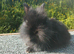 Double mane lionhead baby