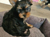 Yorkshire terrier puppy's