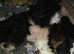 1 Beautiful Shih Tzu Puppie