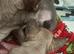 Exotic frenchie fluffy & carriers