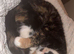 Tortie girl such a sweetie