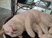 Loving Indoor/Outdoor Pair: Handsome White Male & Sweet Black Female Seeking Forever Home!