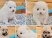 White and sable Pomeranian puppies
