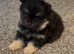 Girl Pom puppies