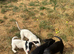 4 patterjack dog pups
