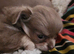 2 x stunning lilac chihuahuas