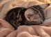 BSH sliver tabby cross bengal