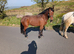 Connemara unregistered