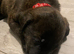 Cross breed puppies