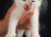 Gorgeous Kittens available soon!