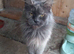Maine Coon Looking for a New Home