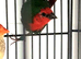 Parrot finch for sale