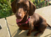 Rehome female