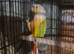 Lovely hen conure