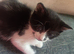 1 beautiful kitten looking for forever homes