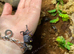 Special Offer Set Up with a Vampire Crab at Birmingham Reptiles