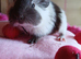 Lovely guinea pigs and skinny pigs