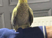 Semi tame 4 month old cockatiels