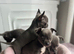 Blue/ lilac chihuahua puppies