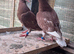 Meulman chicks