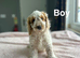 Gracie beautiful litter of cockapoo puppies now ready