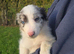 Beautiful border collie pups for sale
