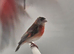 Red siskins mutations