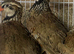 Red legged partridge
