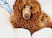 Last Gorgeous female pomapoo