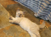 Beautiful GCCF Registered Ragdoll Kittens.