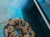 Ball pythons