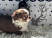 Chihuahua puppies from health tested parents