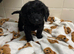 Cockapoo puppy