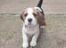 Beautiful Beagle Puppies