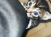 5 beautiful kittens