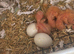Fischer lovebirds For handfeed