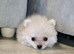 Mini Pomsky Puppy