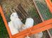 Rabbits