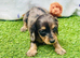 Long haired miniature dachshund