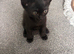 Male kitten Ready now