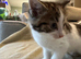 4 kittens available now