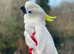 Triton Cockatoo - Beautiful, Social, Tame and Fully Trained