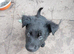 German Shepherd cross Belgian mali pups