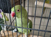 PAIR OF RINGNECKS