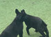 GSD PUPPIES