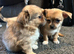 Cute puppies for sale