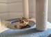 BSH Pedigree Rare to UK Shaded colours