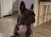 8 year old French Bulldog for re-home