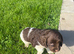 Kc springer spaniel puppies