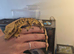 Male crested gecko